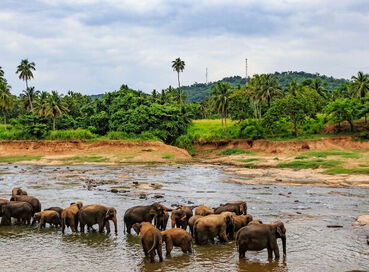 Sri Lanka Turu Türk Havayolları İle 8 Gün EJ001